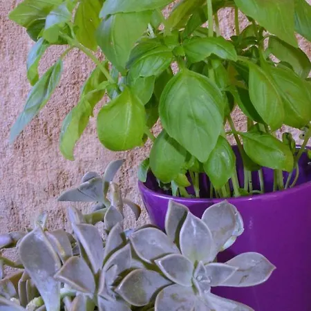 Casa Del Padre - Annabelle Appartamento *