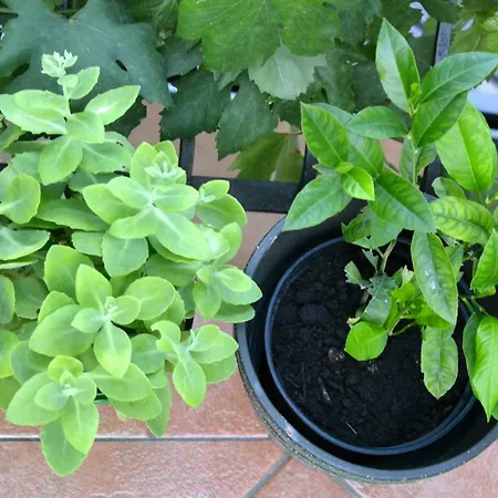 Appartamento Casa Del Padre - Annabelle Fiume