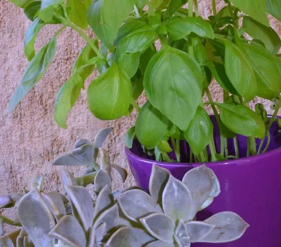 Casa Del Padre - Annabelle Апартаменты *